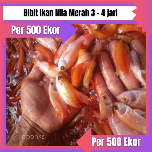 Bibit / benih ikan Nila Merah 3 jari Per 500 Ekor