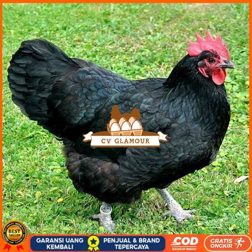 

Telur ayam black australorp fertil asli siap ditetaskan CV GLAMOUR