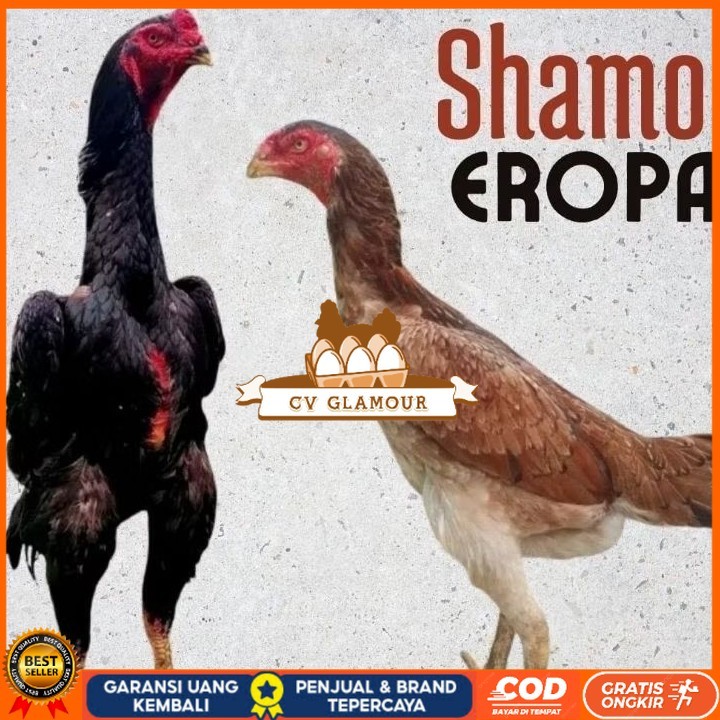 

telur ayam shamo eropa Ori petarung bisa untuk di tetaskan CV GLAMOUR