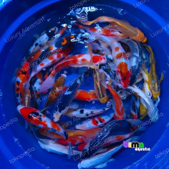 ikan koi 15-17cm mix kohaku showa sanke goromo shiro kumpay bergaransi seindonesia