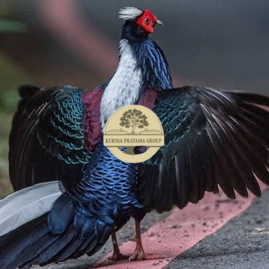 

Telur ayam hias ringneck swinhoe pheasant fertil asli KURNIA PRATAMA GROUP