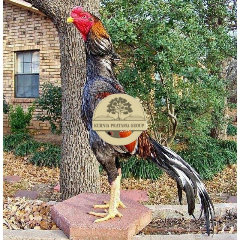 

OSHAMO EROPA FERTIL FRESH KURNIA PRATAMA GROUP