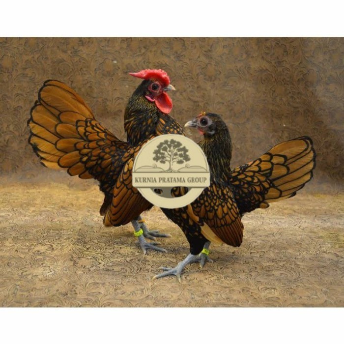 

Telur ayam serama kate batik kanada telur ayam hias fertil siap kirim KURNIA PRATAMA GROUP