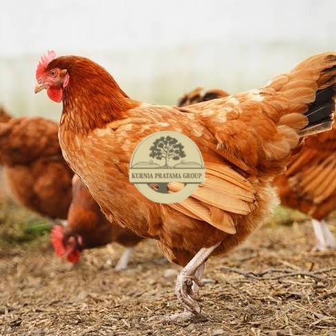

Telur ayam elba / telur ayam hias / telur ayam fertil siap kirim KURNIA PRATAMA GROUP