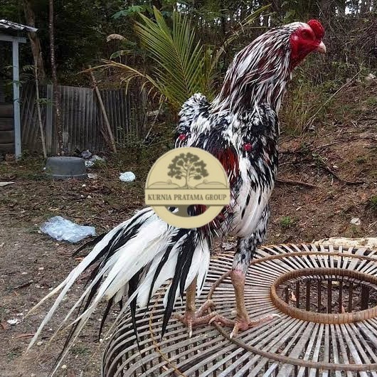 

Telur ayam bangkok ekor lidi / telur ayam hias fertil siap cod KURNIA PRATAMA GROUP