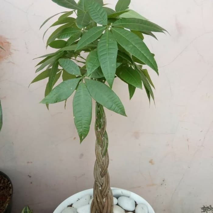 Tanaman Hias Pachira Kepang 9 Tanaman Hias Pachira - Pohon Duit