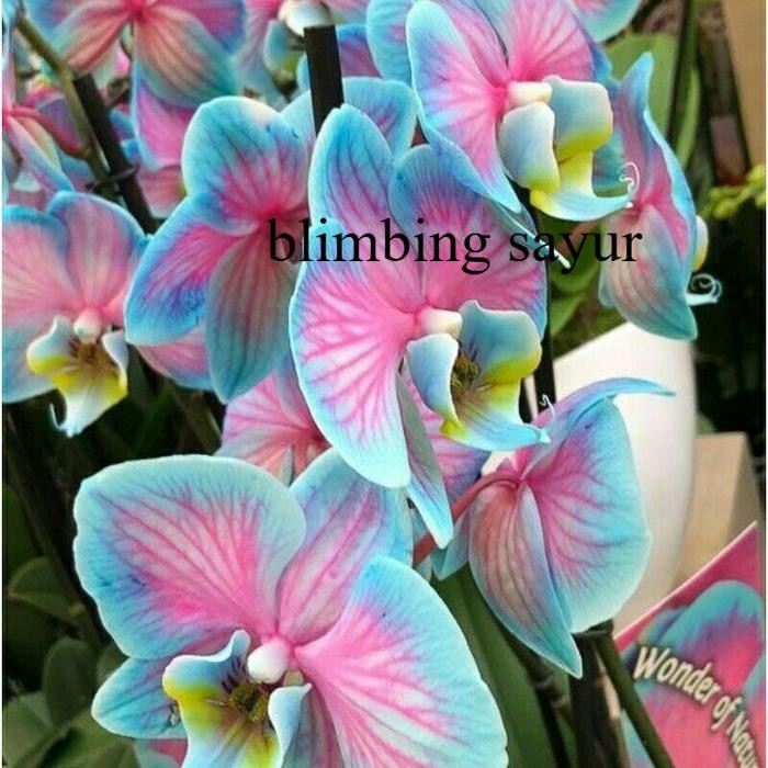 SEEDLING ANGGREK DENDROBIUM GALAXY