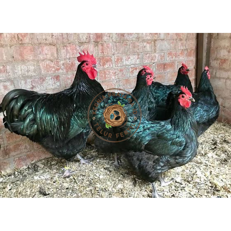 

TELUR FERTIL AYAM BLACK AUSTRALORP INDUKAN JUMBO UNTUK DI TETASKAN KURNIA PRATAMA ID