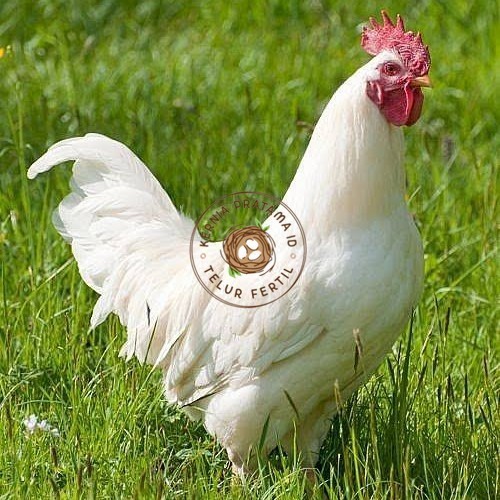 

Telur ayam leghorn white / telur ayam hias / telur fertil siap cod KURNIA PRATAMA ID