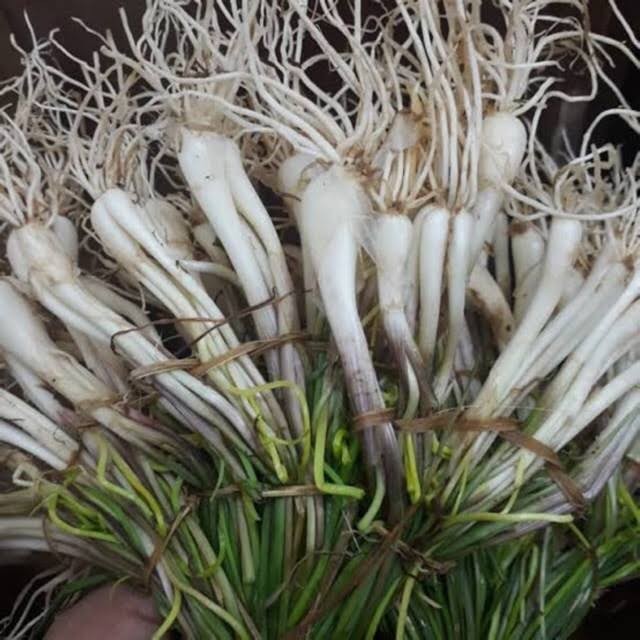 

LOKIO / LENGKIO / BAWANG BATAK PER IKAT - BUMBU DAPUR