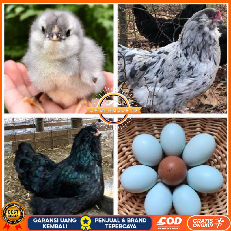 

TELUR FERTIL AYAM AMERAUCANA INDUKAN IMPORT UNTUK DI TETASKAN CV GLAMOUR ID