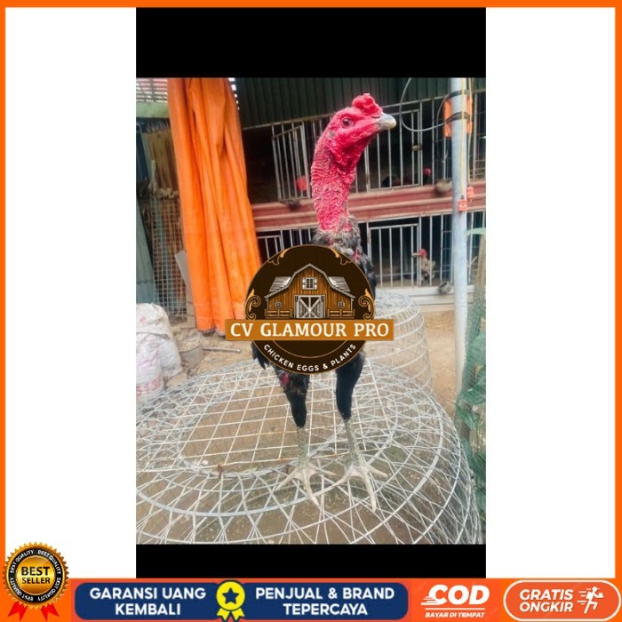 

Ganoi (telur fertill) original berkualitas CV GLAMOUR PRO