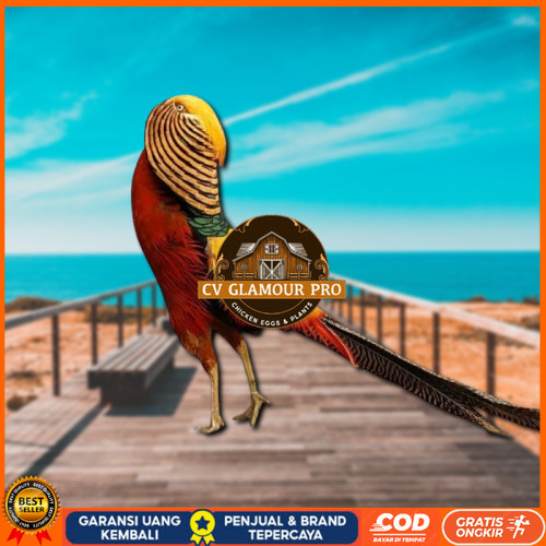 

telur ayam golden pheasant asli bisa untuk di tetaskan CV GLAMOUR PRO
