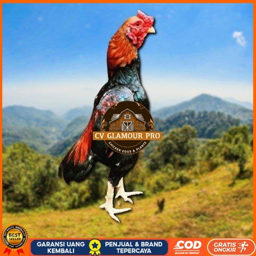 

telur tetas ayam shamo eropa CV GLAMOUR PRO