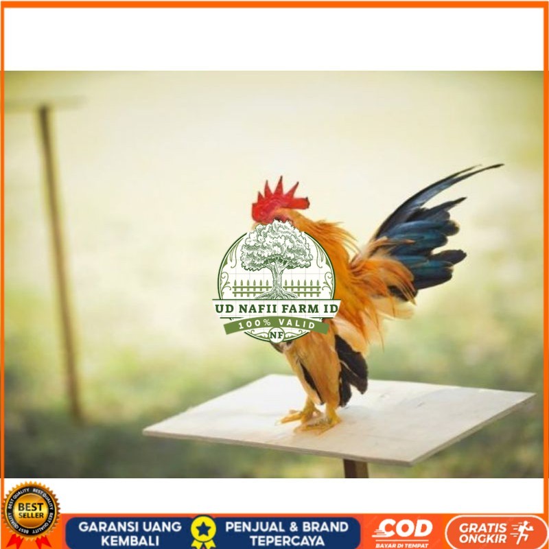 

TELUR AYAM HIAS SERAMA UNTUK DI TETASKAN UD NAFII FARM ID