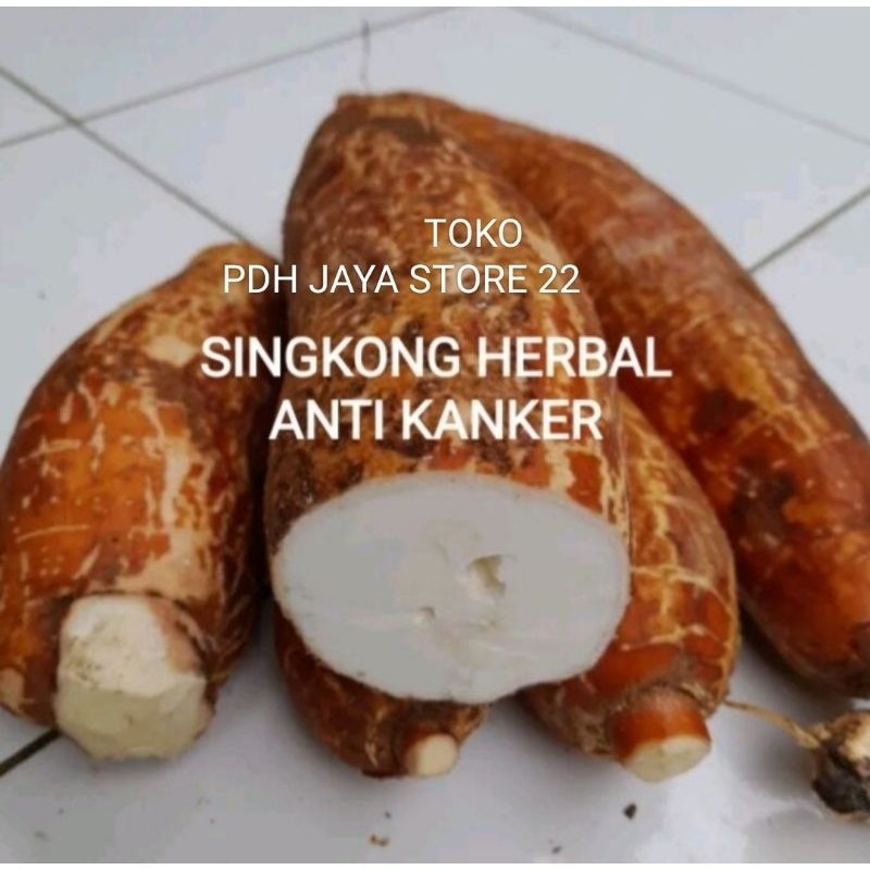 

Singkong racun singkong kerikil singkong antikanker per 1 kg..