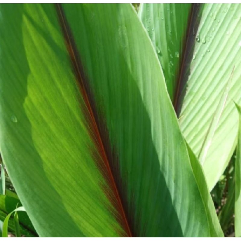 

new.. daun kunyit putih berkualitas bersih 500gram terlaris