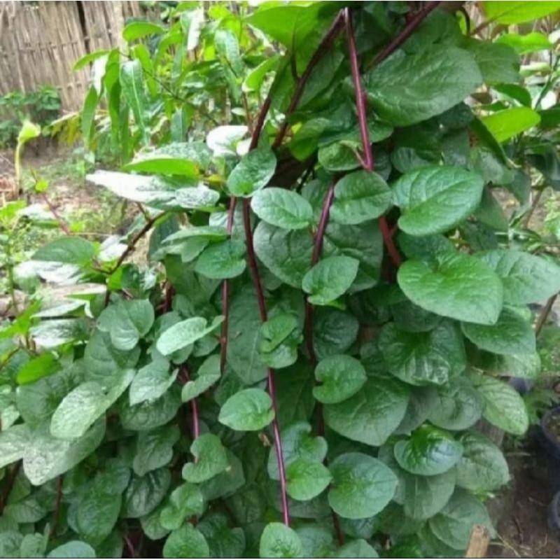 

new.. daun binahong segar fresh herbal alami berkualitas tinggi per pcs