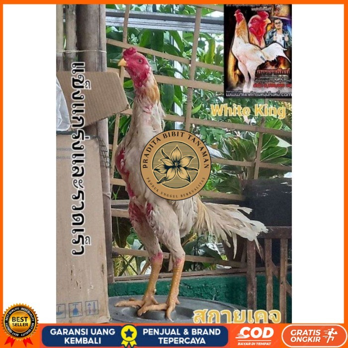

COD TELUR FERTIL PLUCKER SUPER original berkualitas PRADITA BIBIT TANAMAN
