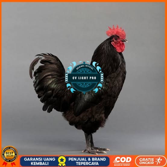 

Telur ayam hias black australorp fertil siap ditetaskan CV LIGHT PRO