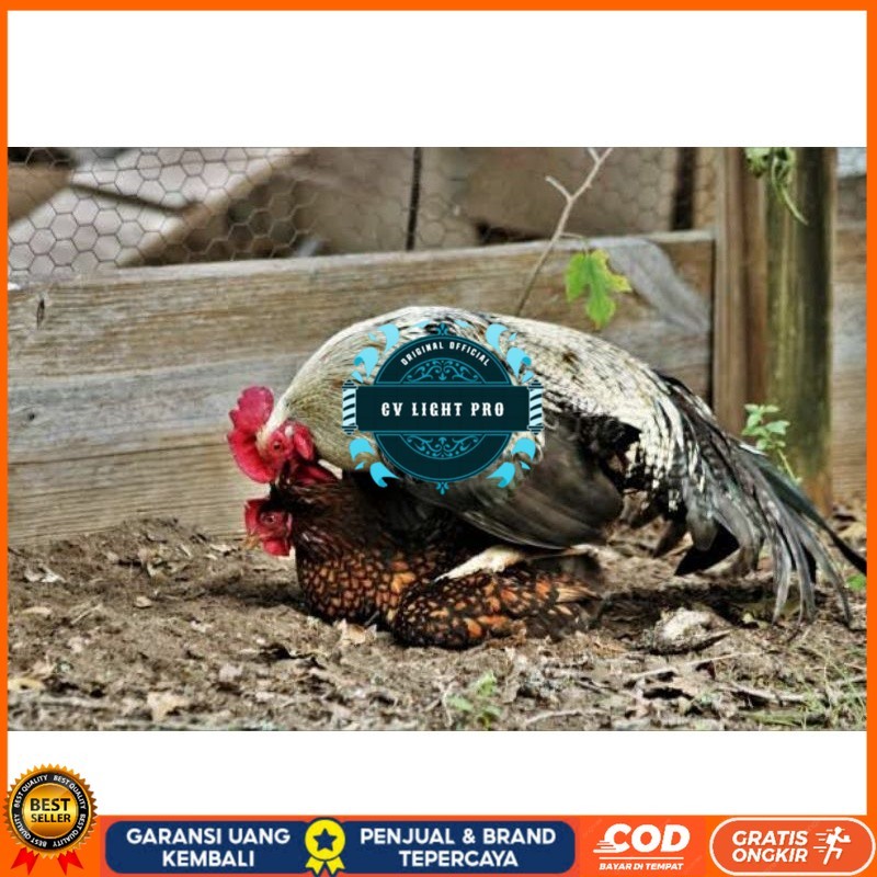 

TELUR AYAM AK LAYER PETELUR UNTUK DI TETASKAN CV LIGHT PRO