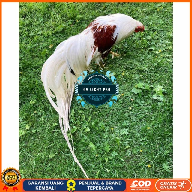 

Telur ayam hias yokohama fertil untuk ditetaskan Langsung CV LIGHT PRO