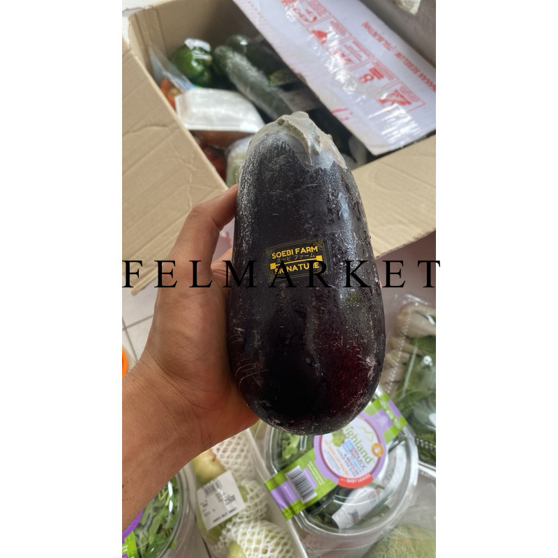 

Eggplant Fresh Terong Eropa Segar / 350 grm / pcs