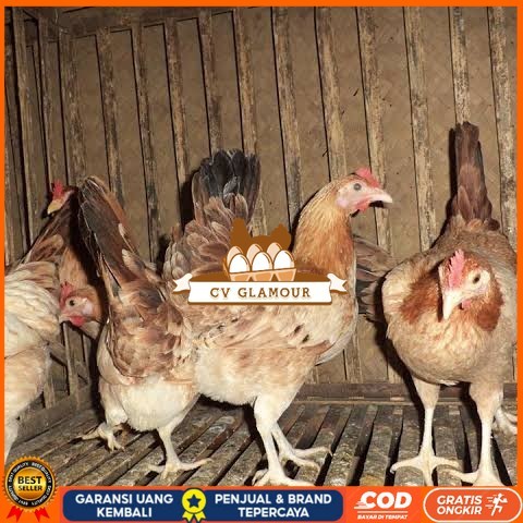 

Telur ayam elba petelur handal siap ditetaskan - telur-ayam-elba CV GLAMOUR