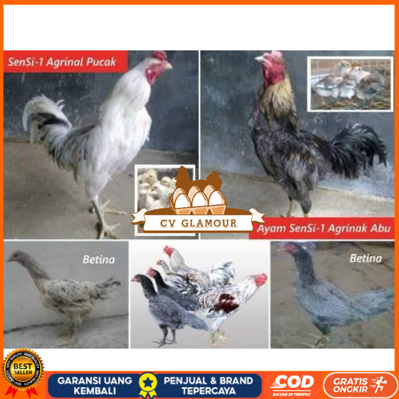 

TELUR FERTIL AYAM SENSI MULTIGUNA INDUKAN TERSELEKSI UNTUK DI TETASKAN CV GLAMOUR
