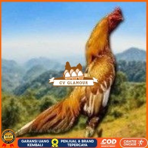 

Telur Shamo X BK clasik (telur fertil) CV GLAMOUR