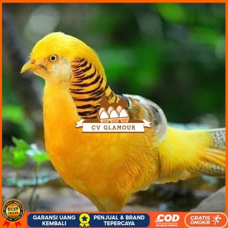 

Telur ayam hias ringneck yellow pheasant fertil untuk ditetaskan CV GLAMOUR