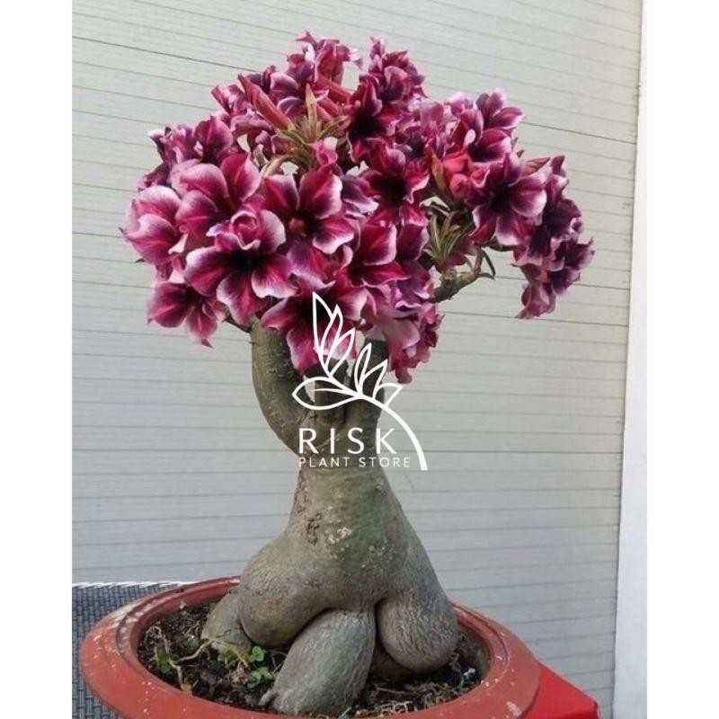 PROMOADENIUM KAMBOJA JEPANG BUNGA TUMPUK//BONSAI