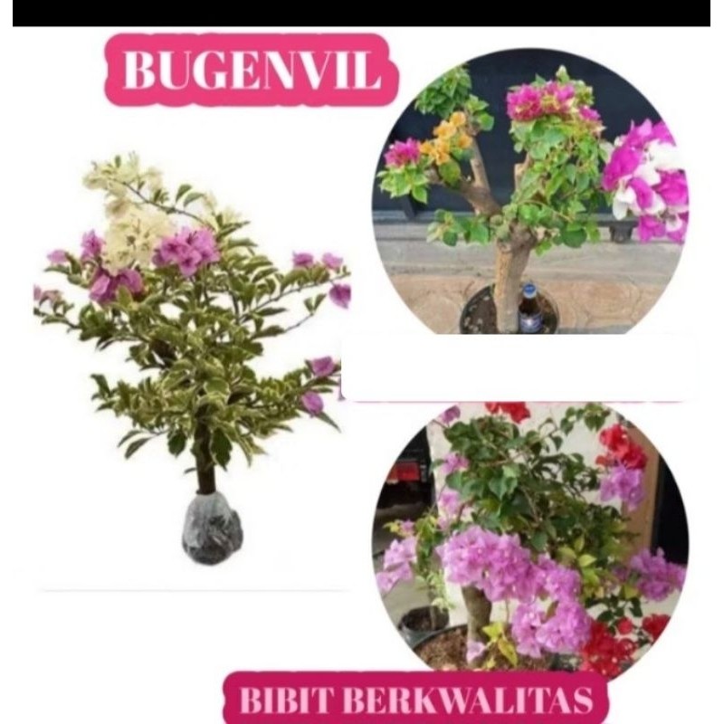 Bibit Bunga Kertas Bougenville 3 Warna