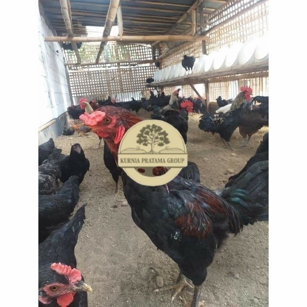 

Telur ayam KUB petelur handal fertil siap ditetaskan - telur ayam kub KURNIA PRATAMA GROUP