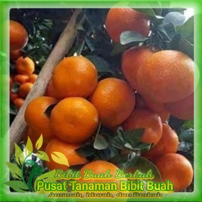 Bibit Jeruk Santang Madu Okulasi