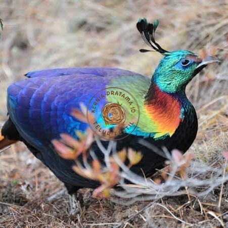 

Telur ayam hias ringneck impeyan pheasant fertil untuk ditetaskan KURNIA PRATAMA ID