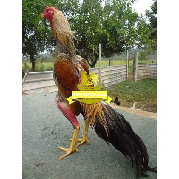 

TELUR AYAM BANGKOK WIRING SPEED UNTUK DI TETASKAN KURNIA PRATAMA ABADI