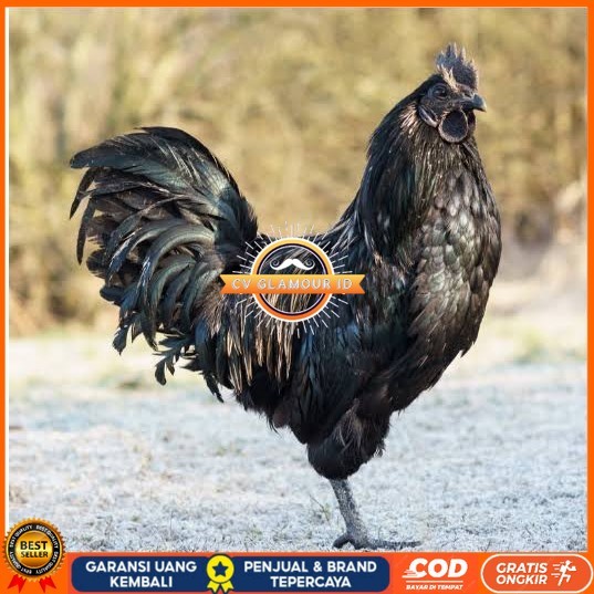 

Telur ayam cemani / telur ayam hias / telur fertil siap tetas CV GLAMOUR ID