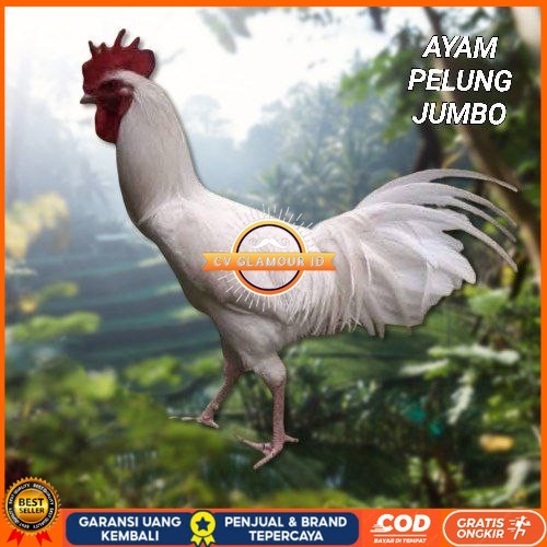 

telur ayam pelung jumbo super bisa untuk di tetaskan CV GLAMOUR ID