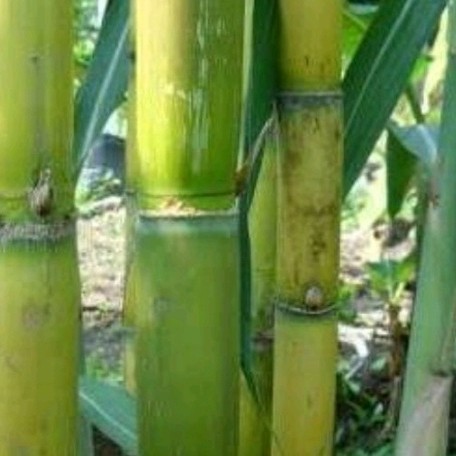 

Ready stok New 4 stek tebu hijau segar fresh ukuran 25 cm,bisa di jadikan bibit,