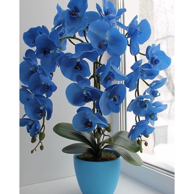 Seedling Anggrek Dendrobium Blue - Biru - Bunga Hias Anggrek