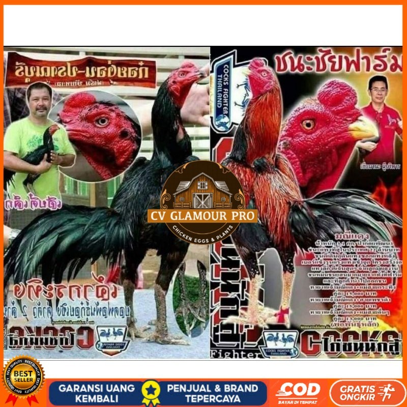 

Telur fertil pakhoy trah maneedaeng x blackbull x black rose x durian x payabod x jimmywhite x 17yok / khoyngon garansi fertil CV GLAMOUR PRO
