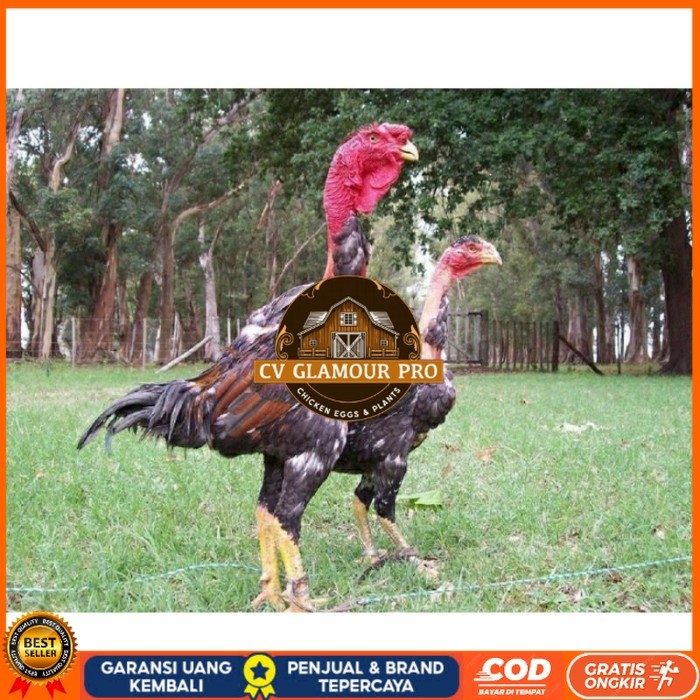 

telur ayam petarung saigon siap ditetaskan - ayam saigon CV GLAMOUR PRO