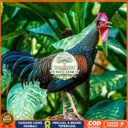 

Telur ayam hutan x jawa bekisar siap ditetaskan UD NAFII FARM ID