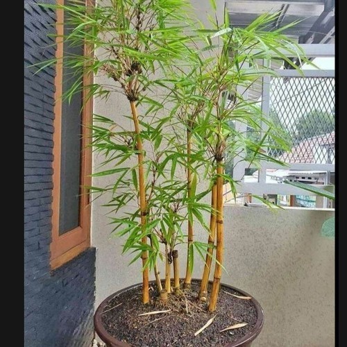 Tanaman Hias Bambu Kuning - Bibit Pohon Bambu Kuning Jepang / Pring Kuning - Tanaman Hias Hidup - Ti