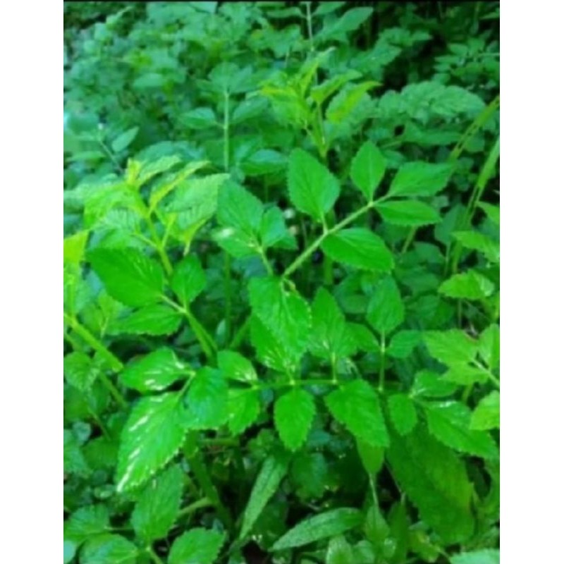 

new.. bibit tanaman sayur seladren/tespong langka per pcs