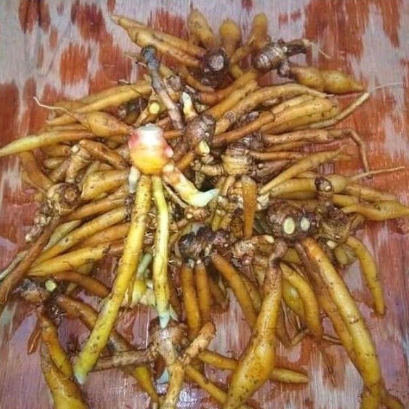 

Temu kunci fresh segar 250 gram