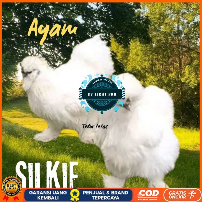 

telur ayam silkie original bisa untuk di tetaskan original berkualitas CV LIGHT PRO