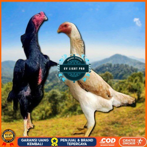 

telur ayam shamo japan original CV LIGHT PRO