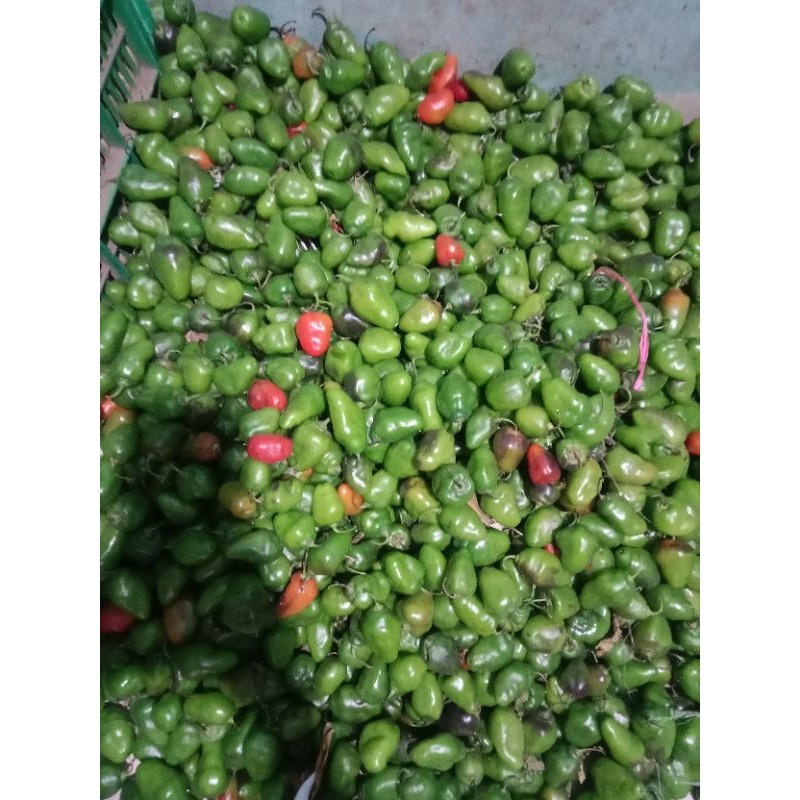 

READY MURAH cabe gendot 500gram